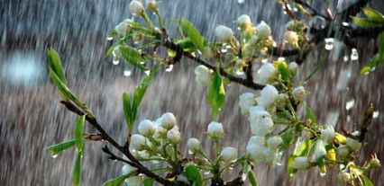 Летние и весенние плащи женские в интернет-магазине TwinMODA