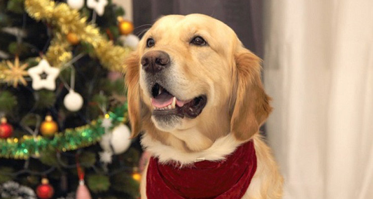 Что одеть на Новый год 2018